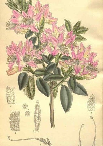 Reproducción/Reproduction 36014312266: Curtis's botanical magazine.. London ; New York [etc.] :Academic Press [etc.]