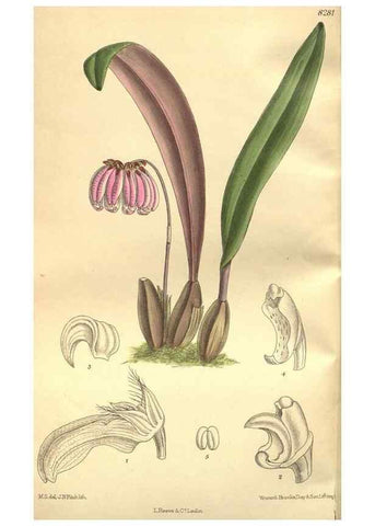 Reproducción/Reproduction 36014315596: Curtis's botanical magazine.. London ; New York [etc.] :Academic Press [etc.]