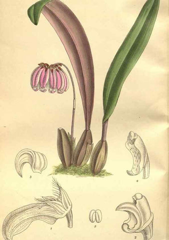Reproducción/Reproduction 36014315596: Curtis's botanical magazine.. London ; New York [etc.] :Academic Press [etc.]
