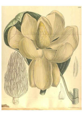 Reproducción/Reproduction 36014318356: Curtis's botanical magazine.. London ; New York [etc.] :Academic Press [etc.]