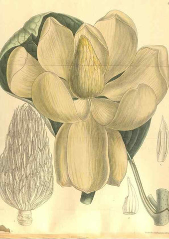 Reproducción/Reproduction 36014318356: Curtis's botanical magazine.. London ; New York [etc.] :Academic Press [etc.]