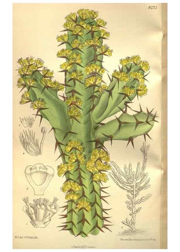 Reproducción/Reproduction 35665941550: Curtis's botanical magazine.. London ; New York [etc.] :Academic Press [etc.]