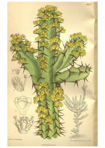 Reproducción/Reproduction 35665941550: Curtis's botanical magazine.. London ; New York [etc.] :Academic Press [etc.]