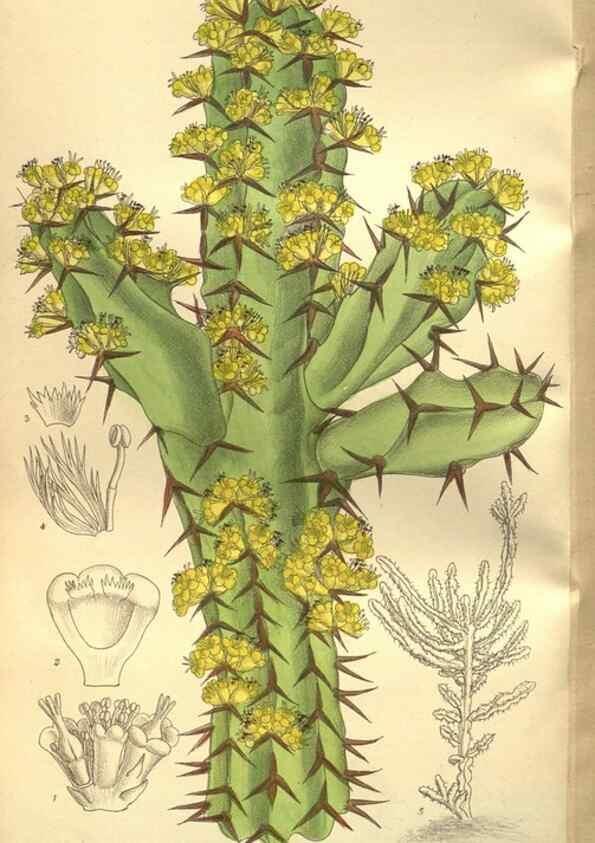 Reproducción/Reproduction 35665941550: Curtis's botanical magazine.. London ; New York [etc.] :Academic Press [etc.]