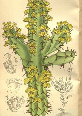 Reproducción/Reproduction 35665941550: Curtis's botanical magazine.. London ; New York [etc.] :Academic Press [etc.]