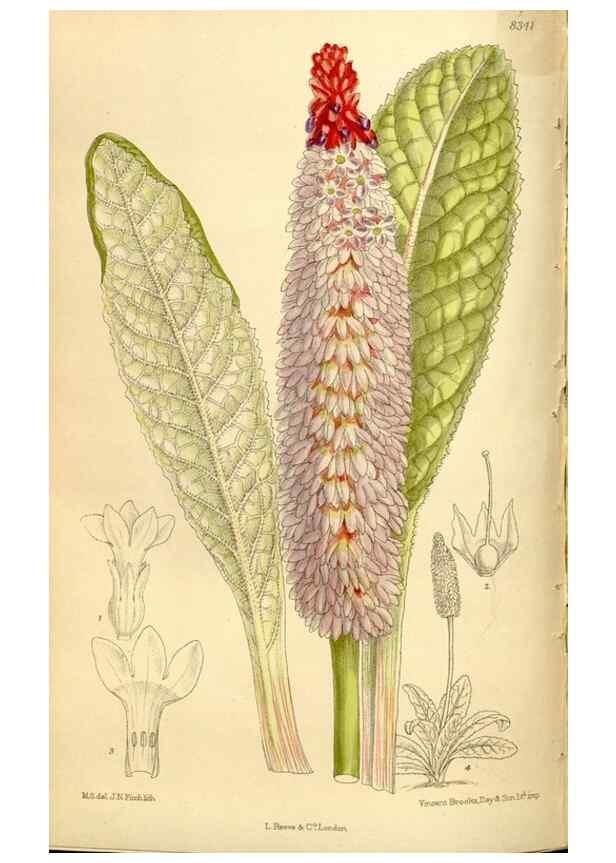 Reproducción/Reproduction 36014563256: Curtis's botanical magazine.. London ; New York [etc.] :Academic Press [etc.]