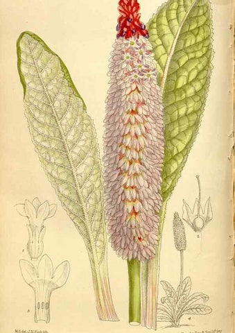 Reproducción/Reproduction 36014563256: Curtis's botanical magazine.. London ; New York [etc.] :Academic Press [etc.]