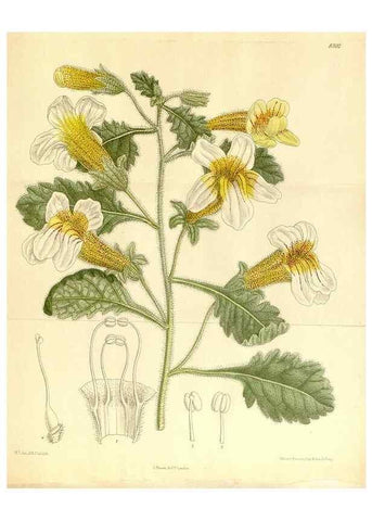 Reproducción/Reproduction 36055924045: Curtis's botanical magazine.. London ; New York [etc.] :Academic Press [etc.]