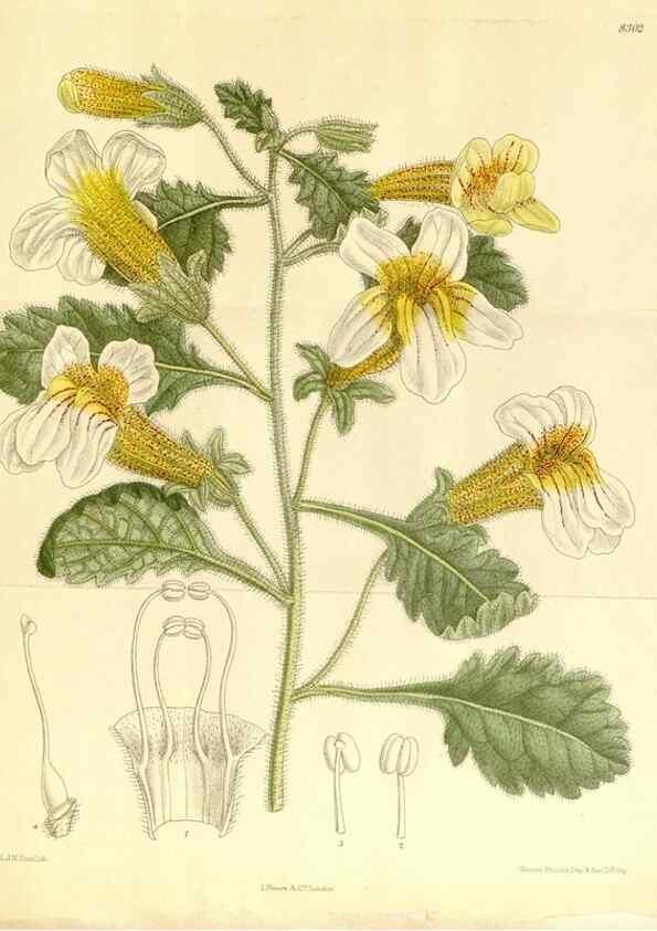 Reproducción/Reproduction 36055924045: Curtis's botanical magazine.. London ; New York [etc.] :Academic Press [etc.]