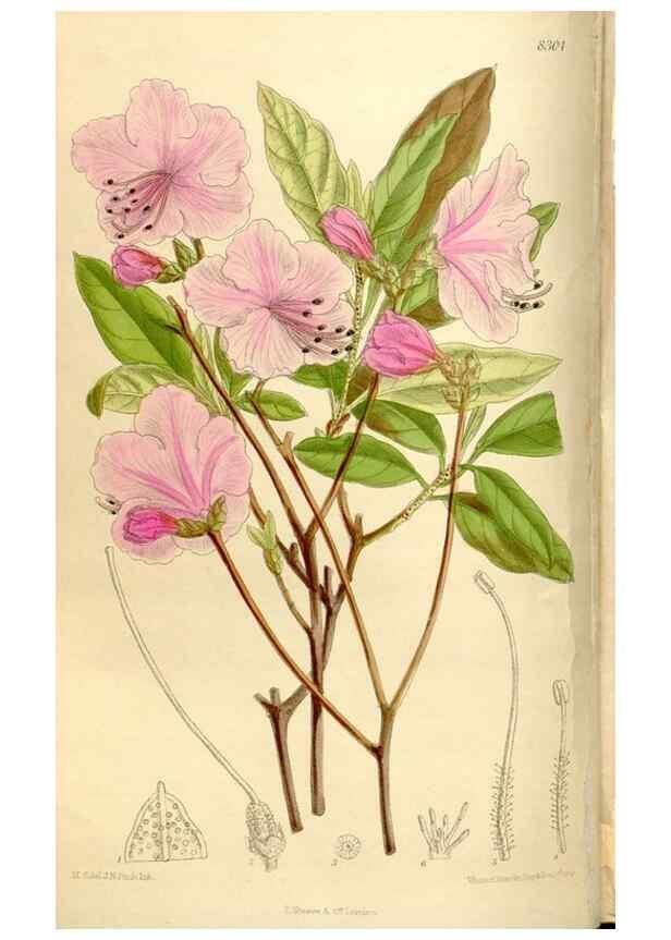 Reproducción/Reproduction 35666107440: Curtis's botanical magazine.. London ; New York [etc.] :Academic Press [etc.]