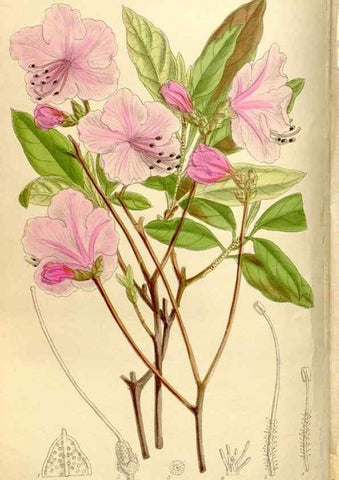 Reproducción/Reproduction 35666107440: Curtis's botanical magazine.. London ; New York [etc.] :Academic Press [etc.]