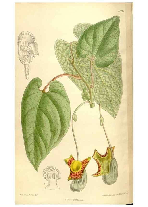Reproducción/Reproduction 35666169670: Curtis's botanical magazine.. London ; New York [etc.] :Academic Press [etc.]