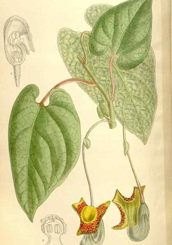 Reproducción/Reproduction 35666169670: Curtis's botanical magazine.. London ; New York [etc.] :Academic Press [etc.]