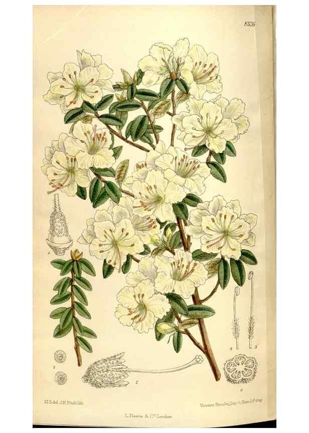 Reproducción/Reproduction 35666172260: Curtis's botanical magazine.. London ; New York [etc.] :Academic Press [etc.]