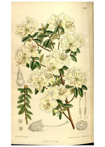 Reproducción/Reproduction 35666172260: Curtis's botanical magazine.. London ; New York [etc.] :Academic Press [etc.]