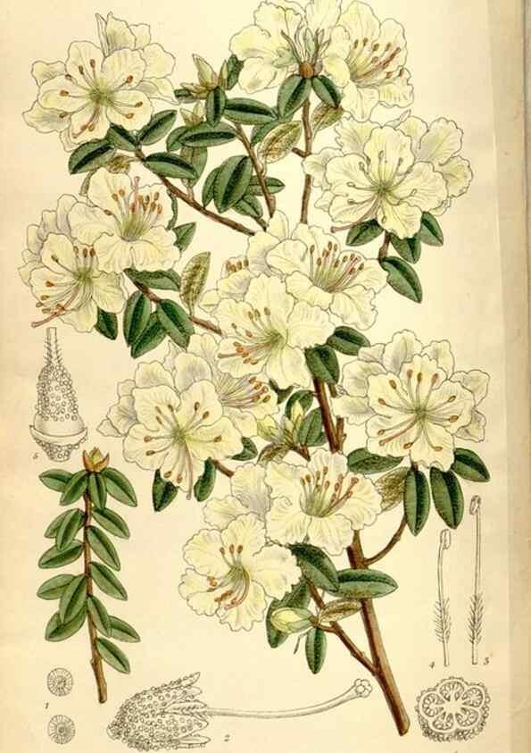 Reproducción/Reproduction 35666172260: Curtis's botanical magazine.. London ; New York [etc.] :Academic Press [etc.]