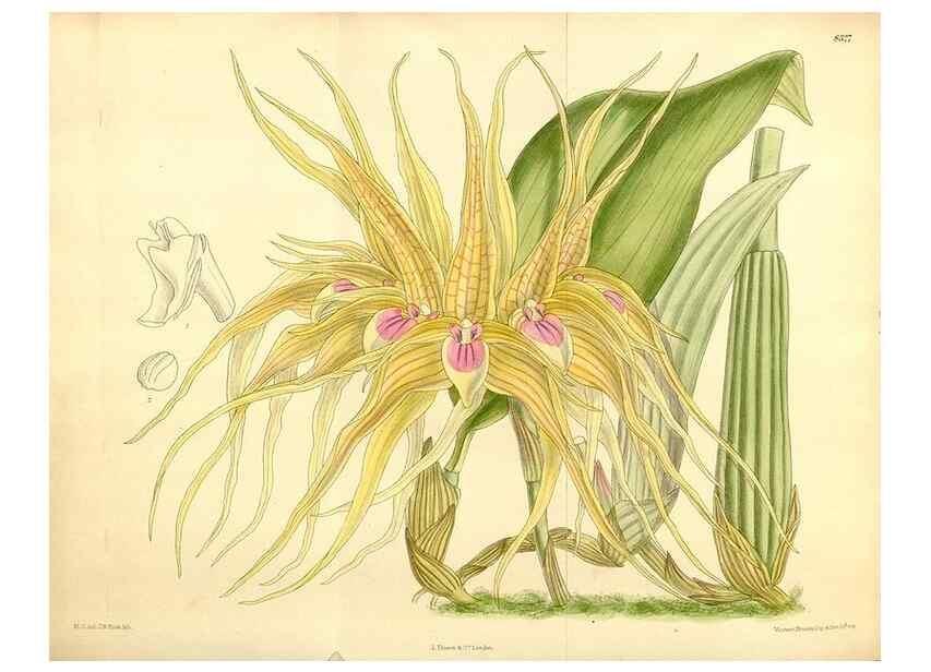 Reproducción/Reproduction 36055957265: Curtis's botanical magazine.. London ; New York [etc.] :Academic Press [etc.]