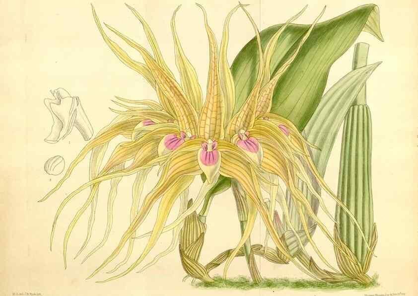 Reproducción/Reproduction 36055957265: Curtis's botanical magazine.. London ; New York [etc.] :Academic Press [etc.]