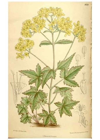 Reproducción/Reproduction 36014545376: Curtis's botanical magazine.. London ; New York [etc.] :Academic Press [etc.]