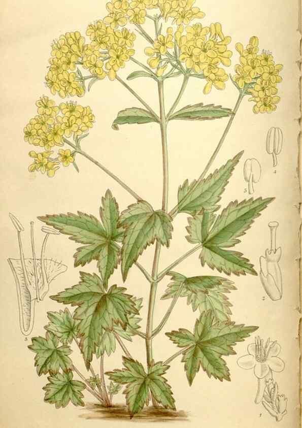 Reproducción/Reproduction 36014545376: Curtis's botanical magazine.. London ; New York [etc.] :Academic Press [etc.]