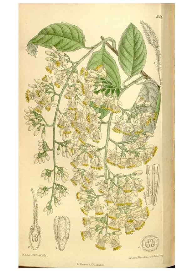 Reproducción/Reproduction 36014547146: Curtis's botanical magazine.. London ; New York [etc.] :Academic Press [etc.]