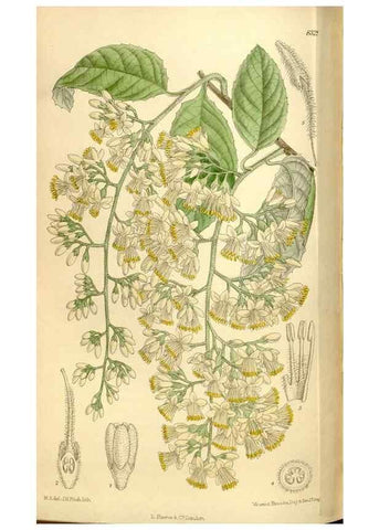 Reproducción/Reproduction 36014547146: Curtis's botanical magazine.. London ; New York [etc.] :Academic Press [etc.]