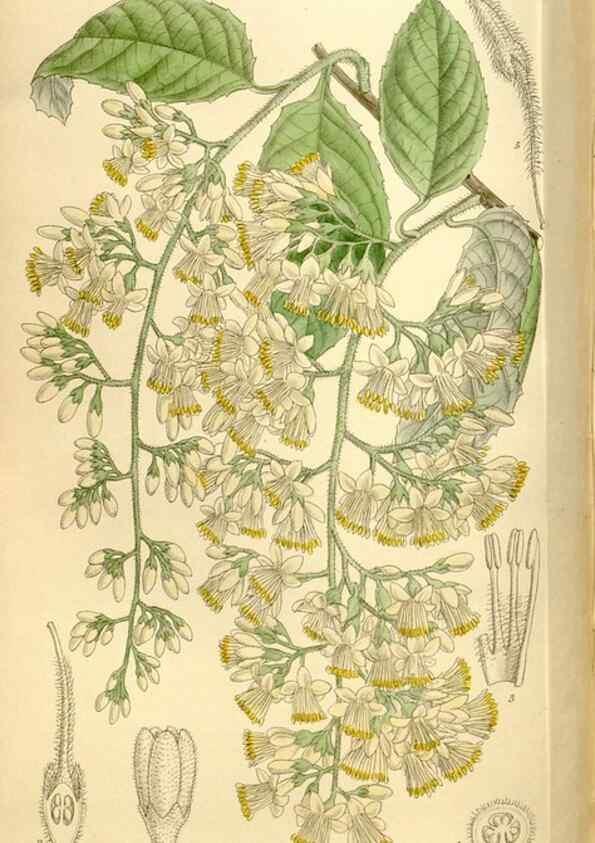 Reproducción/Reproduction 36014547146: Curtis's botanical magazine.. London ; New York [etc.] :Academic Press [etc.]