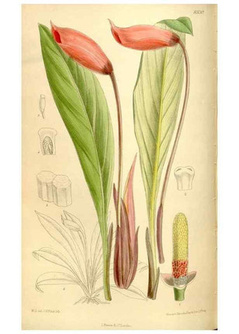 Reproducción/Reproduction 36014548536: Curtis's botanical magazine.. London ; New York [etc.] :Academic Press [etc.]