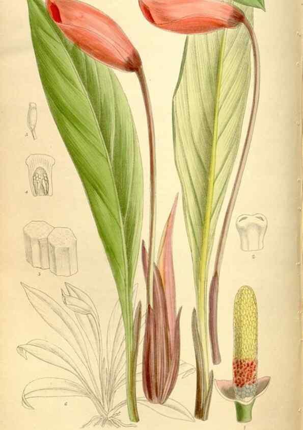 Reproducción/Reproduction 36014548536: Curtis's botanical magazine.. London ; New York [etc.] :Academic Press [etc.]