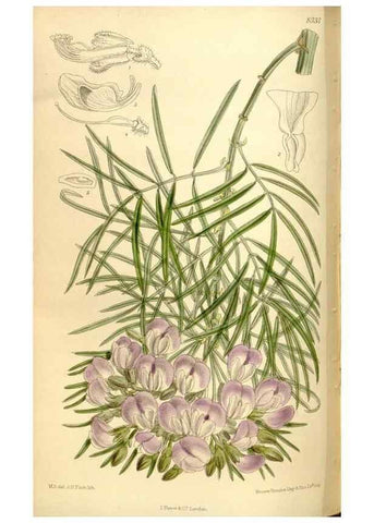Reproducción/Reproduction 36014549906: Curtis's botanical magazine.. London ; New York [etc.] :Academic Press [etc.]