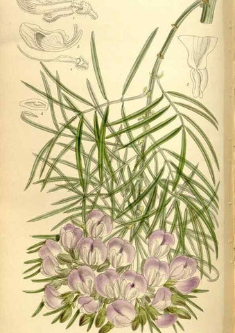 Reproducción/Reproduction 36014549906: Curtis's botanical magazine.. London ; New York [etc.] :Academic Press [etc.]