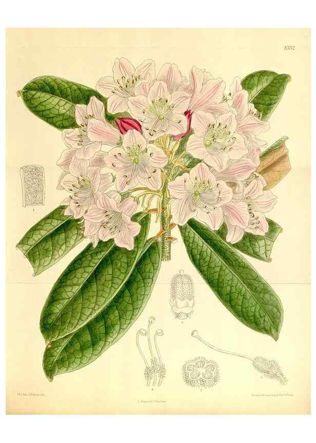 Reproducción/Reproduction 35246793313: Curtis's botanical magazine.. London ; New York [etc.] :Academic Press [etc.]