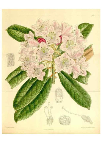 Reproducción/Reproduction 35246793313: Curtis's botanical magazine.. London ; New York [etc.] :Academic Press [etc.]
