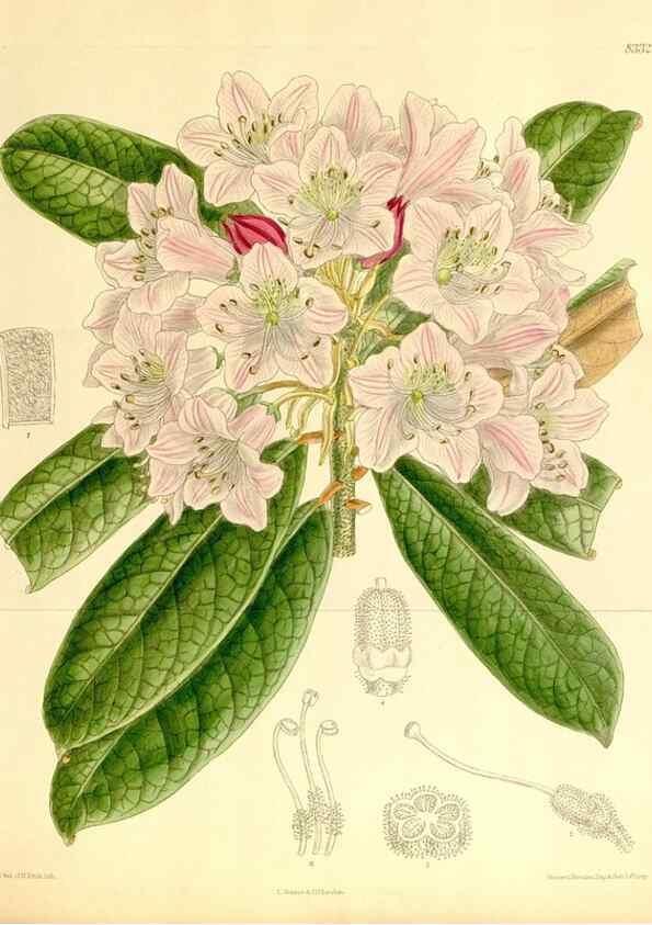 Reproducción/Reproduction 35246793313: Curtis's botanical magazine.. London ; New York [etc.] :Academic Press [etc.]