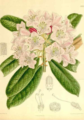 Reproducción/Reproduction 35246793313: Curtis's botanical magazine.. London ; New York [etc.] :Academic Press [etc.]