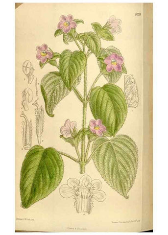 Reproducción/Reproduction 35246794693: Curtis's botanical magazine.. London ; New York [etc.] :Academic Press [etc.]
