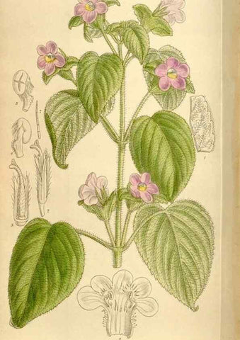 Reproducción/Reproduction 35246794693: Curtis's botanical magazine.. London ; New York [etc.] :Academic Press [etc.]