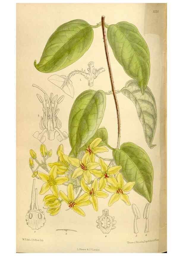 Reproducción/Reproduction 35666194360: Curtis's botanical magazine.. London ; New York [etc.] :Academic Press [etc.]