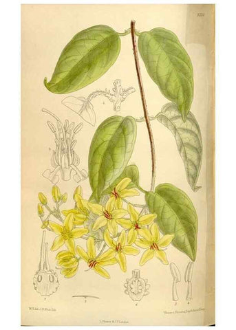 Reproducción/Reproduction 35666194360: Curtis's botanical magazine.. London ; New York [etc.] :Academic Press [etc.]