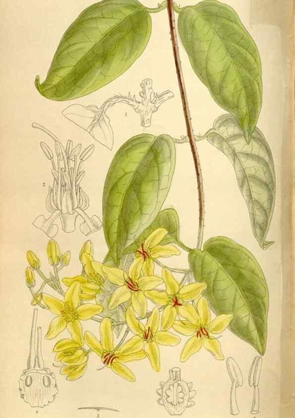 Reproducción/Reproduction 35666194360: Curtis's botanical magazine.. London ; New York [etc.] :Academic Press [etc.]