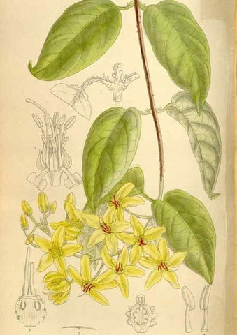 Reproducción/Reproduction 35666194360: Curtis's botanical magazine.. London ; New York [etc.] :Academic Press [etc.]