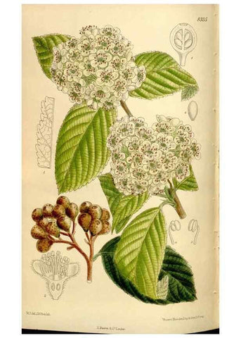 Reproducción/Reproduction 35666197470: Curtis's botanical magazine.. London ; New York [etc.] :Academic Press [etc.]