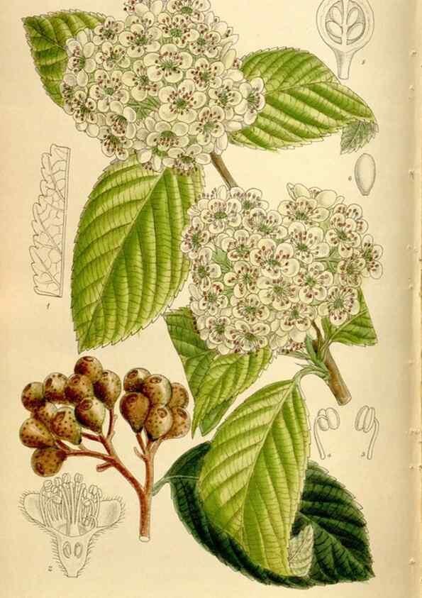 Reproducción/Reproduction 35666197470: Curtis's botanical magazine.. London ; New York [etc.] :Academic Press [etc.]