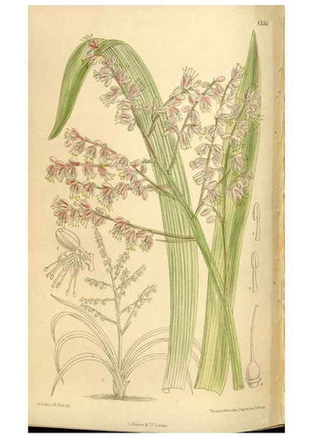 Reproducción/Reproduction 35666200930: Curtis's botanical magazine.. London ; New York [etc.] :Academic Press [etc.]