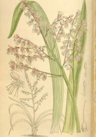 Reproducción/Reproduction 35666200930: Curtis's botanical magazine.. London ; New York [etc.] :Academic Press [etc.]