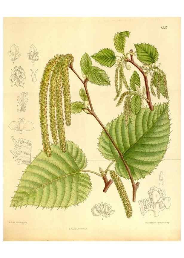 Reproducción/Reproduction 35666203550: Curtis's botanical magazine.. London ; New York [etc.] :Academic Press [etc.]