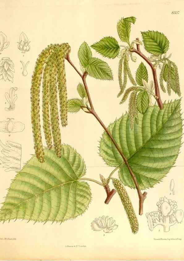 Reproducción/Reproduction 35666203550: Curtis's botanical magazine.. London ; New York [etc.] :Academic Press [etc.]