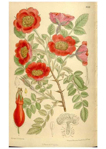 Reproducción/Reproduction 35666206560: Curtis's botanical magazine.. London ; New York [etc.] :Academic Press [etc.]