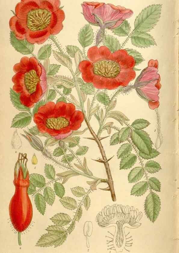 Reproducción/Reproduction 35666206560: Curtis's botanical magazine.. London ; New York [etc.] :Academic Press [etc.]