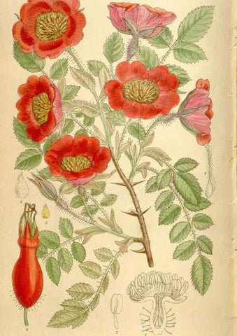 Reproducción/Reproduction 35666206560: Curtis's botanical magazine.. London ; New York [etc.] :Academic Press [etc.]